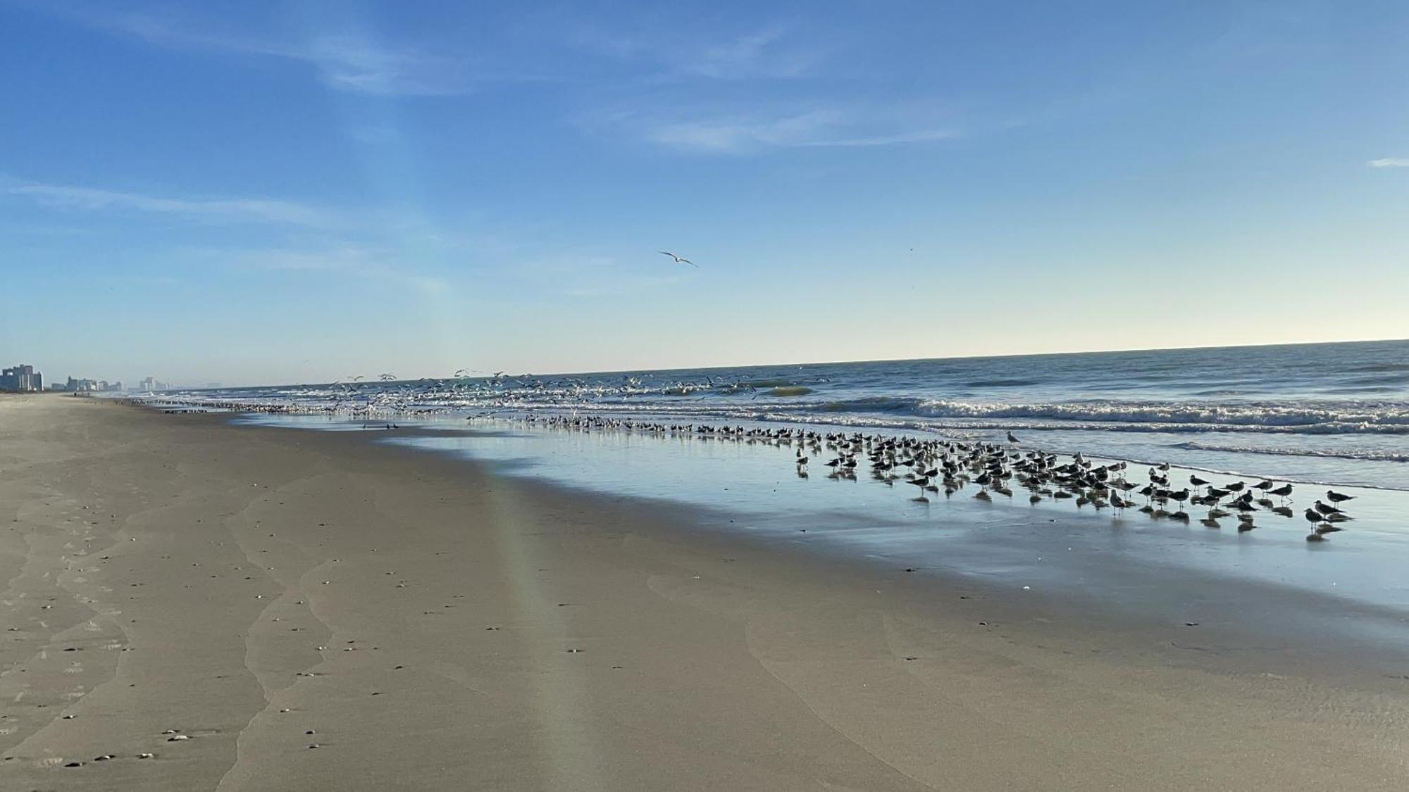 Blue Palmetto Vacation Rentals Myrtle Beach Bagian luar foto